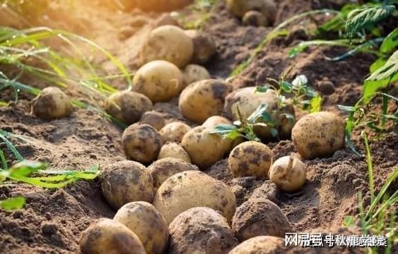 高血压|怀孕后,孕妇要记得吃这5种食物,有助于宝宝发育还能缓解孕吐