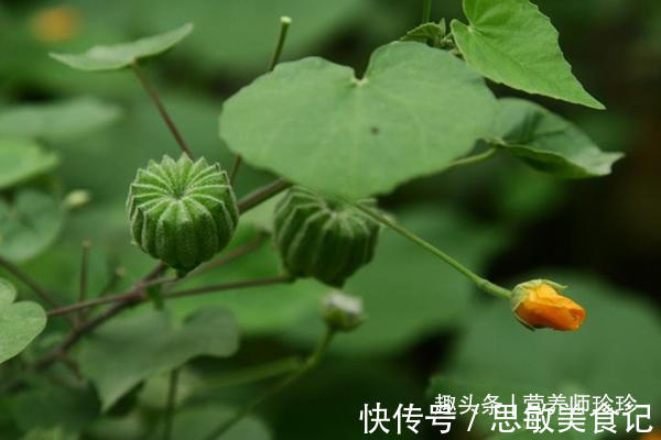 药用价值|若你在家乡有幸见到它们,请好好珍惜,药用价值极高,可遇不可求