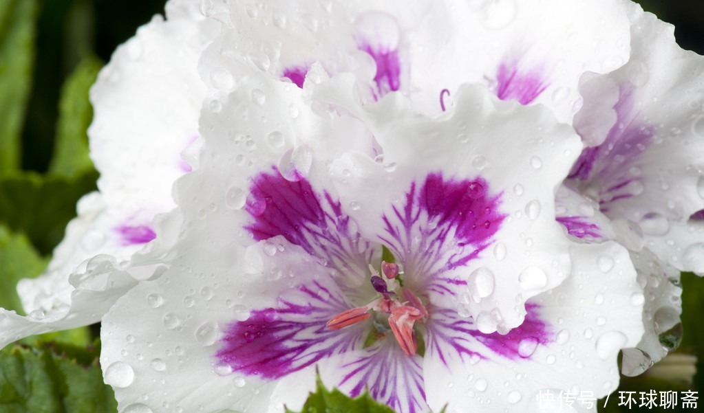 角堇角堇|3种花爆盆很简单,一年四季开花不断,好养易活味道香,漂亮极了