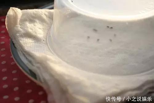 吃完这4种水果,我把籽扔花盆里,秒变小森林!