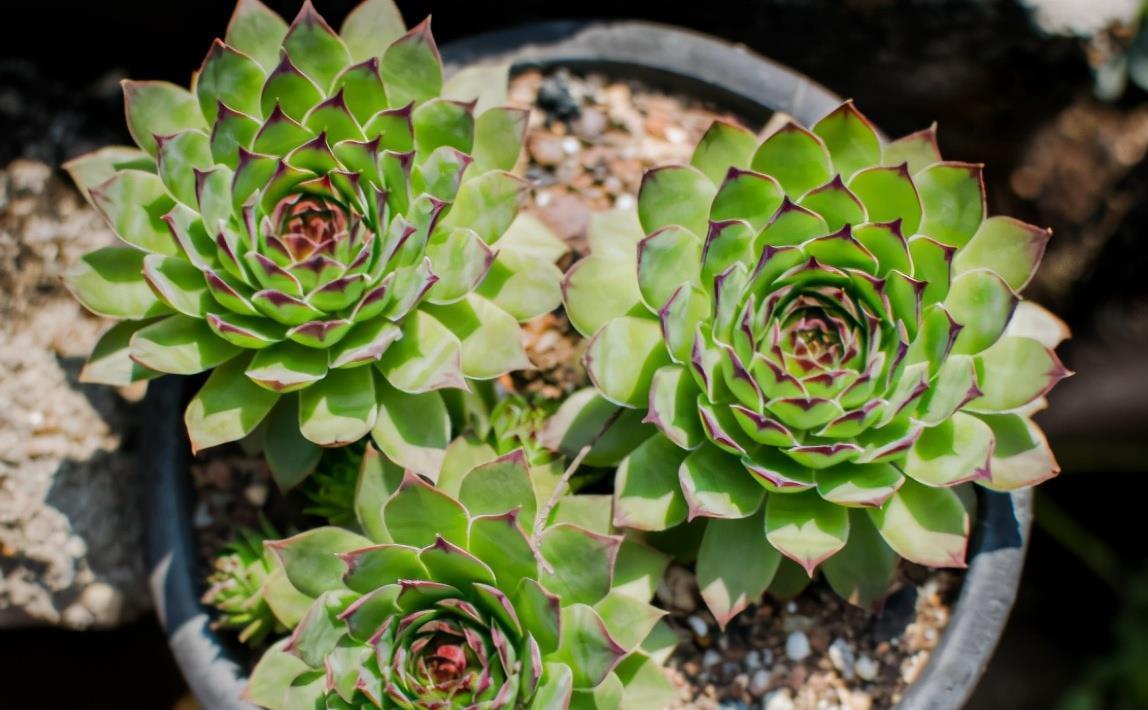 光照|多肉度夏难易招虫?选这3款普货盆栽,漂亮,还不用费神照顾