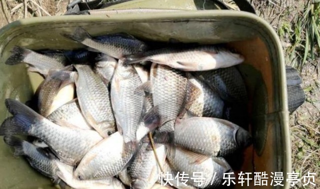 冬天钓鱼没上几条就停口野钓第一大难题,这样解决才有效