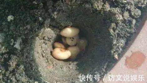 盆栽|养花时,盆里挖个洞,埋上3粒“它”,什么肥都好使