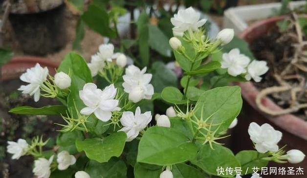 茉莉花僵苗怎么办？2个“动作”改过来，新芽又窜满，开花开不停