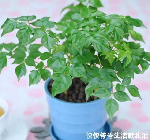 幸福树|不管什么花都放在阳台上，太拥挤了，这几种花放在客厅寓意更佳