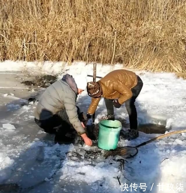 冬天|东北的老头鱼是一种什么鱼？生活在野泡子里，冬天冰封也冻不死