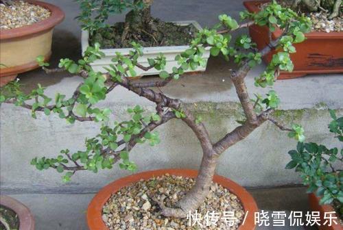 修剪|八月养金枝玉叶,激活“三开关”,窜出八爪根,次年长成苍劲老桩