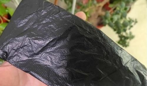 张大爷养君子兰,白天喝口酒,晚上闷上头,20天窜出大花箭!