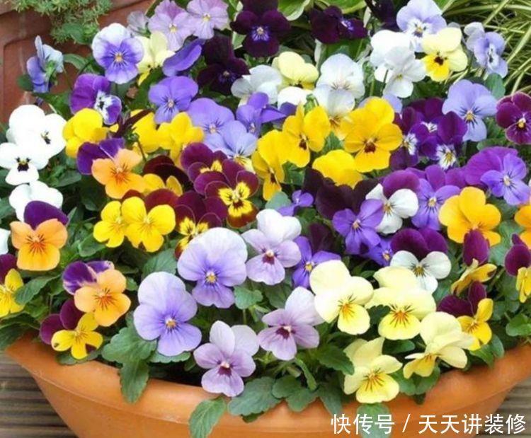 冬天养此几款花,开花量大,花开枝繁叶茂,颜值超高的
