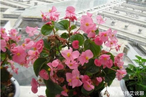 虎刺梅|看一眼就想买回家的花, 好看又好养, 看看它们都是谁!