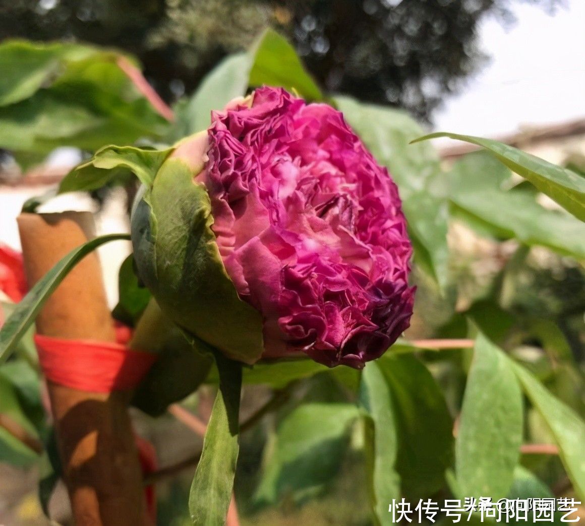 春天养花，3个“术语”要知道，各有妙用，养花一定能用上