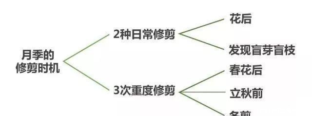 枝条|家庭月季花“剪枝”有窍门，定期修剪枝条，开花才会越开越多！