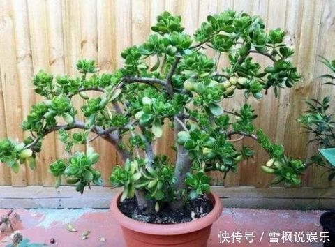 盆栽|3种''名贵''植物,越养越值钱,养好能当''传家宝'',小白快入手