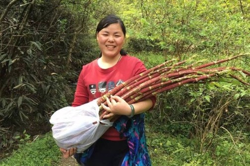 繁殖能力极强,入侵多国臭名昭著,我国却大量种植,亩产超万元