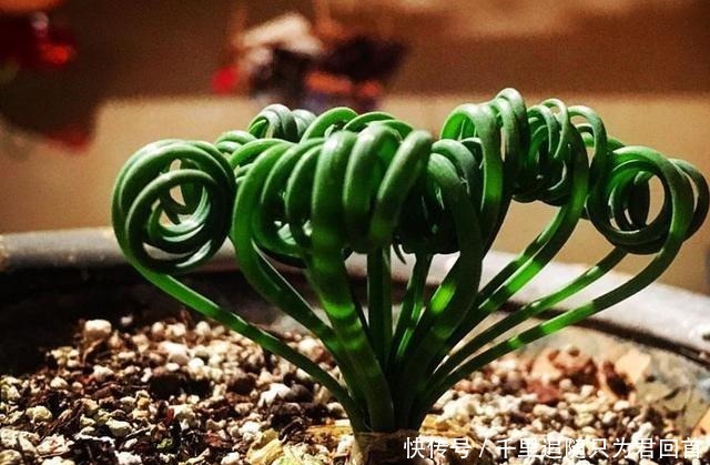 这些植物在原产地是“野草”,现在居然也当多肉养,颜值一言难尽