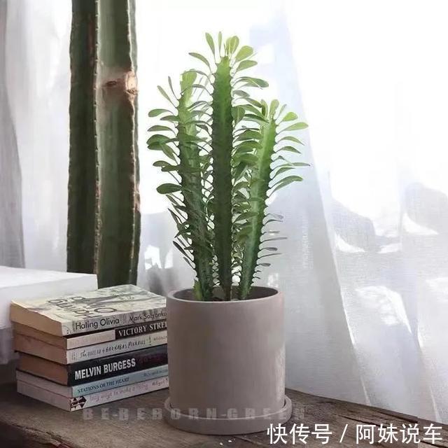 寿命长|客厅养花就选这六种，寿命长、寓意好，省心又好养，你家养了几种