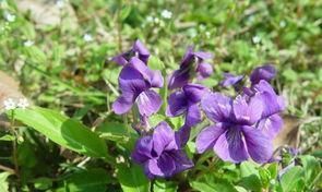 木瓜|有胃病的人，常吃6种食物，有助于养胃护胃，胃一天天变好！