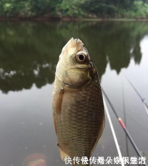 钓鱼|钓鱼遇到没口该怎么办学会这9招，鱼情变化再快也不怕了