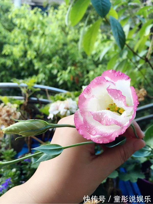 秋天|秋天播种次年赏花，此花漂亮不逊月季牡丹，扦插枝条就能活