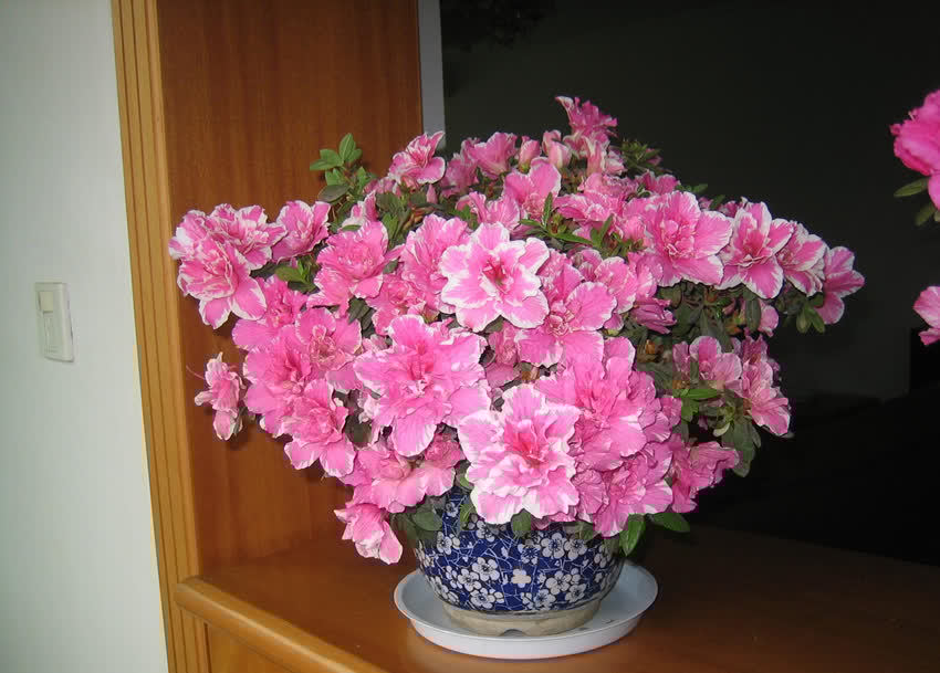 杜鹃花的五大品系，各有特色，你值得拥有