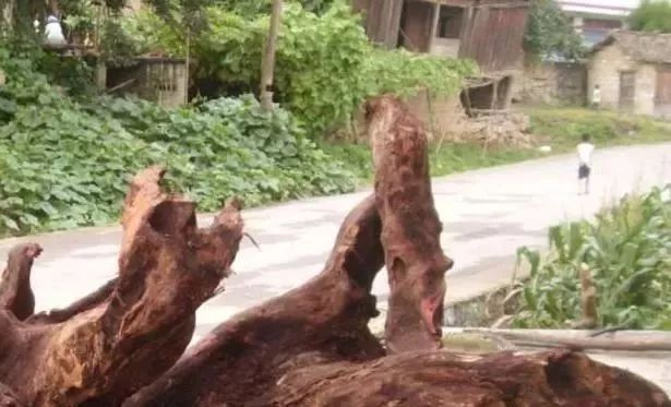 树桩|爷爷河边钓鱼偶遇老桩,搬回家做成盆景,比舍利干好看一百倍