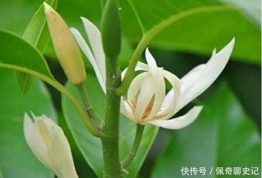 4种花是花中劳模,阳台变成小花园,家里充满色彩