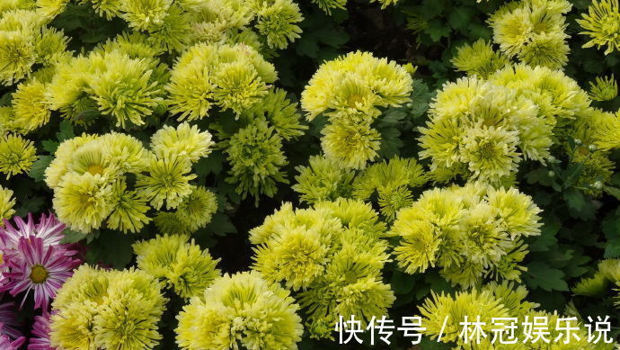 绿衣|喜欢菊花,不如养盆“小米菊”绿色心情,似绿衣少女,青碧可人