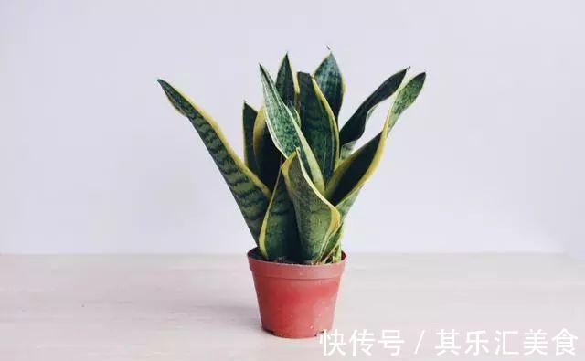 养虎皮兰，记住这一关键点，叶片饱满壮实，一次冒10芽，长爆盆