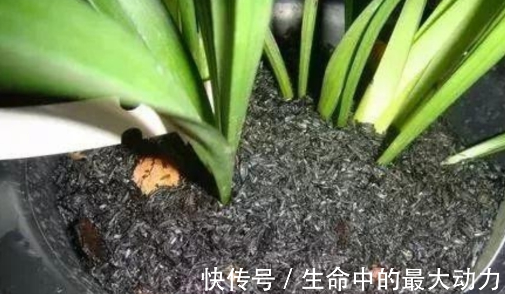 家中养花,盆里撒上3种小东西,不生小虫子