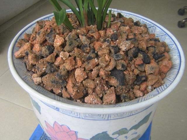 盆底垫“3种料”,不花1分钱,让花卉根系“窜满盆”,枝叶茂盛