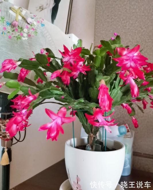 蟹爪兰满头大花苞，噼里啪啦全掉了？教你3招，满满的花芽挤爆了