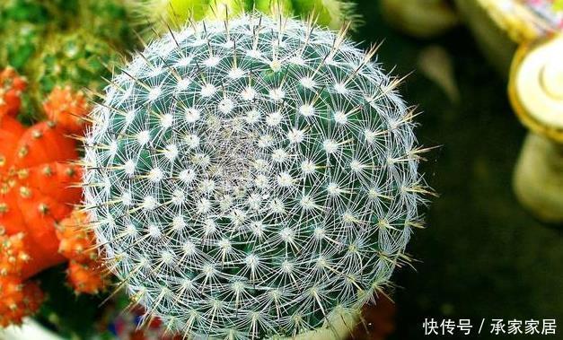 家里养仙人球,简单一个小方法,养到爆崽儿又开花