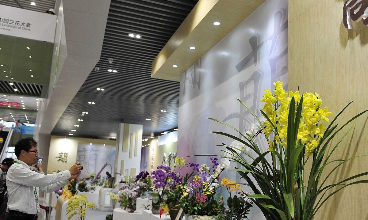 养兰花、君子兰你还施肥吗在土里加它,比肥料长得还好