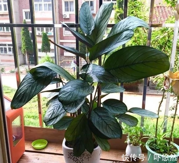 天生“体阴”的6种花,晒太阳易黄叶,阴一点反而长得绿油油!