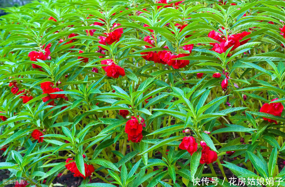 朋友的凤仙花美爆了,其实方法很简单,试着自己养一盆吧