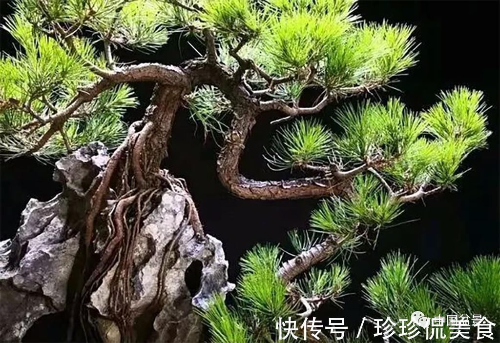 盆景|极品附石山松盆景,见过的人都忍不住竖起大拇指!