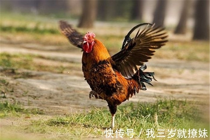 杏仁核|没有与鸡有过任何接触,却莫名其面害怕,这到底是什么原因?