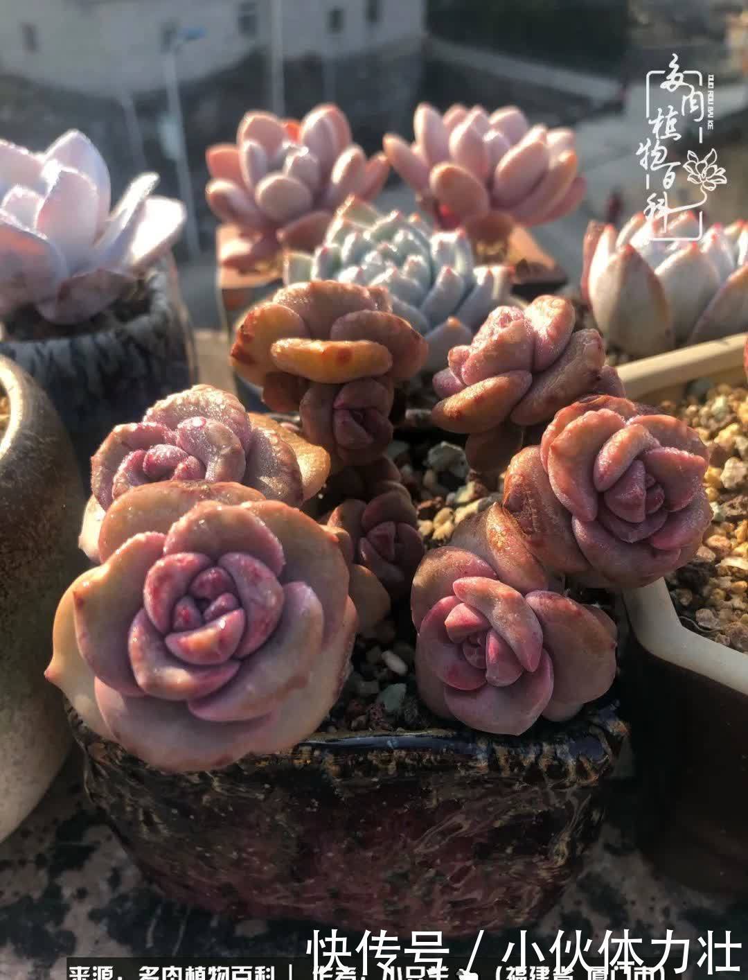 多肉,似星辰大海般的璀璨!