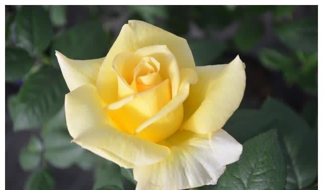 天秤座|八天后,运势大好,生活幸福美满的3星座