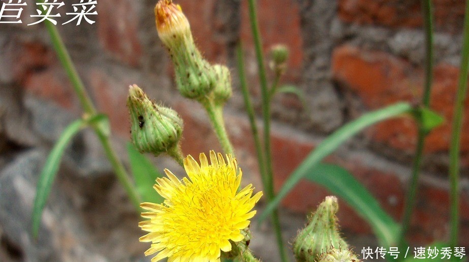 野生苦菜知多少，看图识苦菜