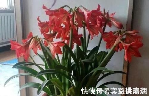植物|养4种植物得会修剪，越舍得下狠手，植株就长得越旺开花越多