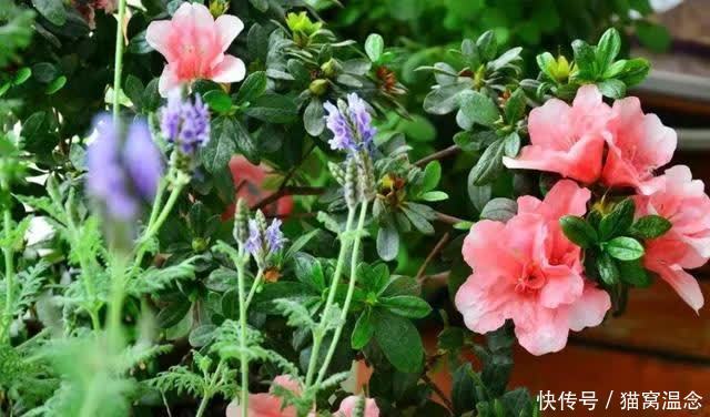 你所知道的养花小窍门都有用吗？不要陷入误区了