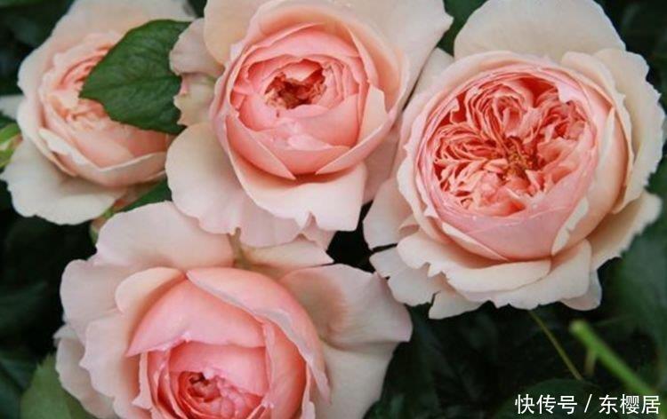 养花就养个花期长的,花大色艳,妖艳妖娆,层层交叠