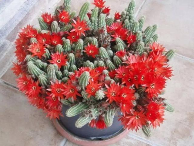 院子|别养多肉了,养盆“白檀”花,样子似毛毛虫一样,还能开红花