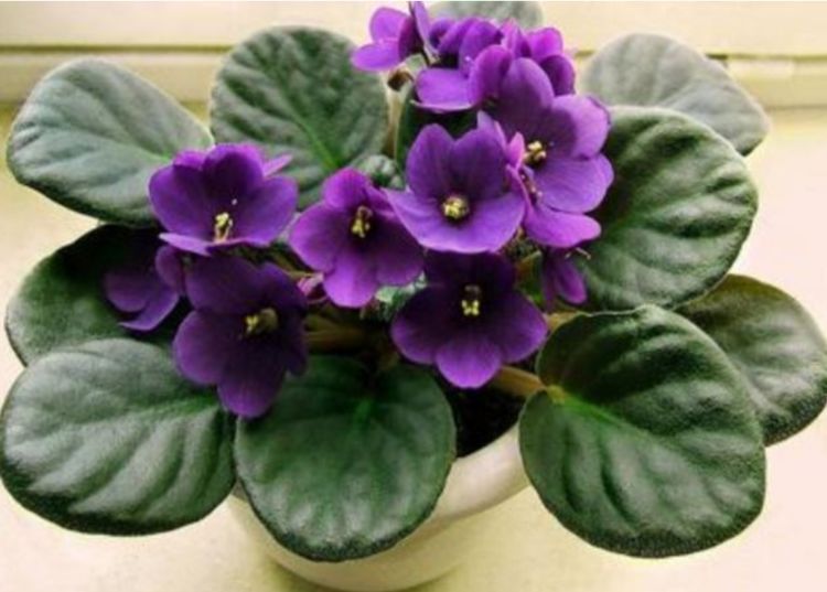 几种漂亮花,花朵多又艳,开花美长势旺,内敛美