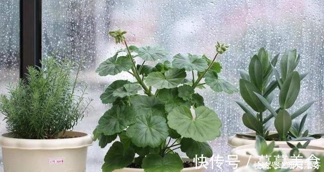下雨天|下雨天，这3种花别着急搬回家，喝点“雨水”长得快，越淋越壮实