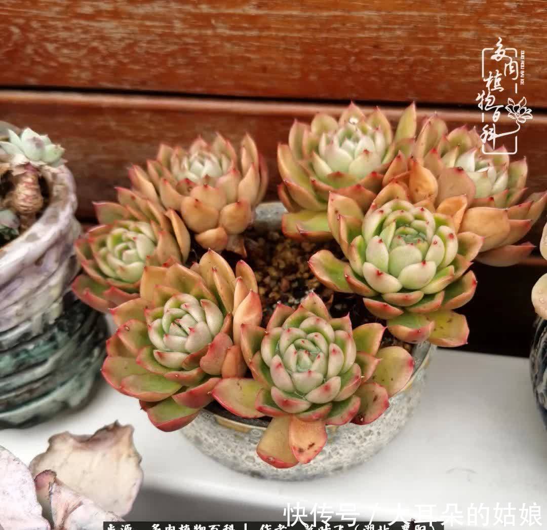 春暖花开,万物复苏,多肉迎来最美时光!