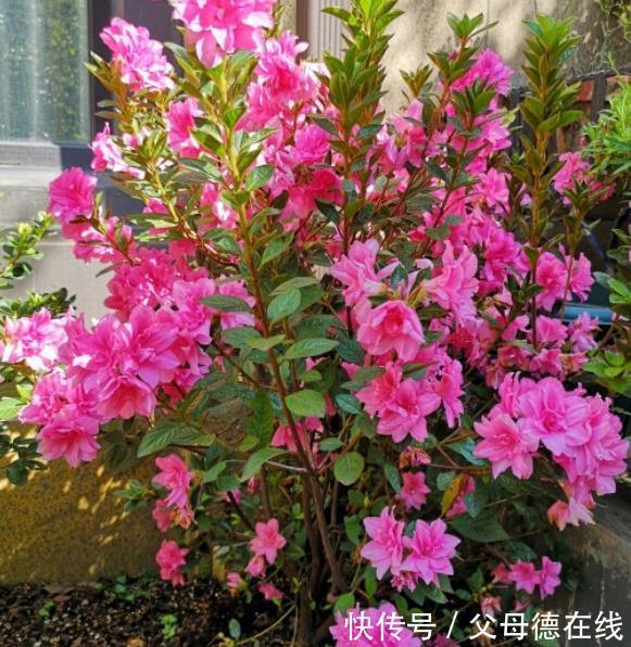 杜鹃花又黄叶了吗，这款杜鹃一年能开100天新手也能轻松养爆盆