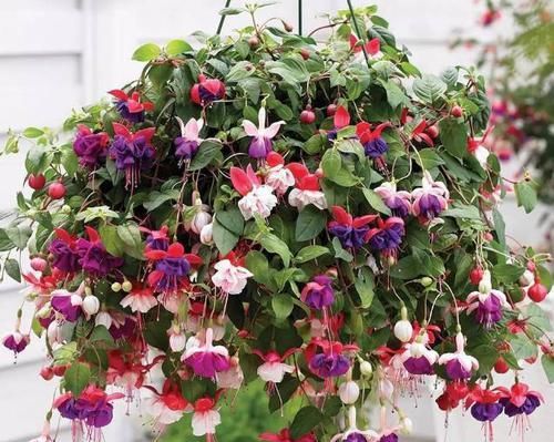 阳台养花，选用“创意花盆”，比摆放“百样花”还好看