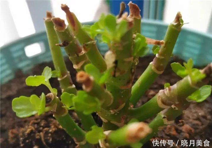 养花技巧:长寿开花不过瘾,学会1招,让它爆开1000朵